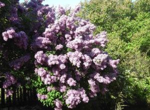 Photo of Syringa Vulgaris: [Coltivazione, cura, parassiti e malattie]