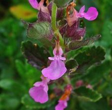 Photo of Teucrium: [Coltivazione, Irrigazione, Associazioni, Parassiti e Malattie]