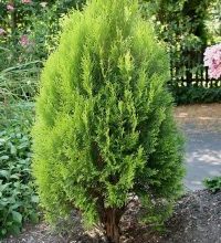 Photo of Thuja Orientalis: [Coltivazione, Irrigazione, Associazioni, Parassiti e Malattie]