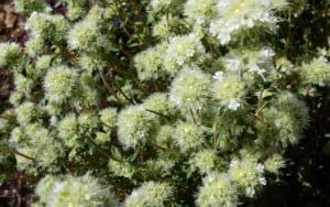 Photo of Thymus Mastichina: [colture, associazioni, parassiti e malattie]