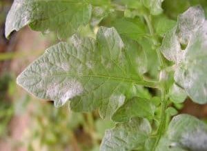 Photo of Oidio: che malattia è? Come identificarlo? Come trattarlo e prevenirlo?