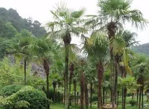 Photo of Trachycarpus Fortunei: [colture, associazioni, parassiti e malattie]
