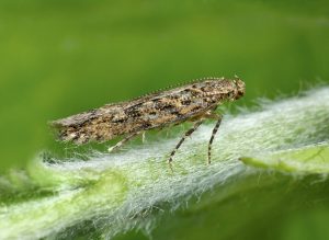 Photo of Tuta Absoluta o Falena del Pomodoro: [Come Identificarla e Combatterla]