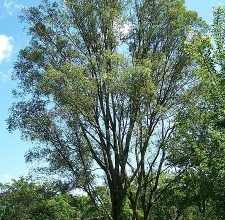 Photo of Ulmus Pumila: [Colture, Irrigazione, Associazioni, Parassiti e Malattie]