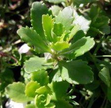 Photo of 4 tipi e varietà più famosi di Kalanchoe