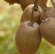 Photo of Irrigazione Kiwi: [Necessità, Frequenza e Procedura]