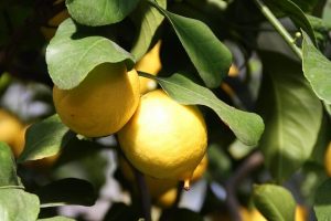 Photo of 11 tipi e varietà di alberi di limone più famosi