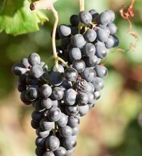 Photo of 15 Tipos y Variedades de Uvas más Famosas y Deliciosas