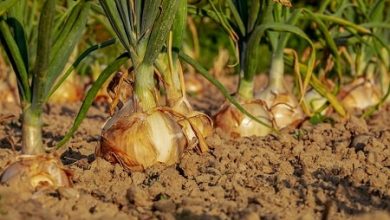 Photo of Piante con maggiore e minore bisogno di nutrienti e come il tipo di terreno influenza il loro assorbimento