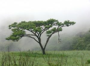 Photo of L’Acacia: [Caratteristiche, Semina, Cura, Irrigazione e Substrato]