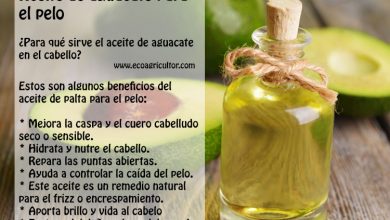 Photo of Olio di avocado per capelli: benefici e come usarlo