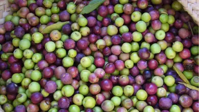 Photo of Olio d’oliva: tipologie e differenze importanti che dovresti conoscere.