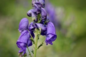 Photo of Aconitum: [coltivazione, irrigazione, cura, parassiti e malattie]