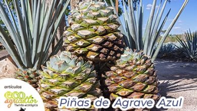 Photo of Sciroppo d’agave: cosa sai delle proprietà di questo dolcificante?