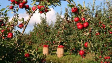 Photo of Agricoltura: concetto, tipologie, storia e immagini