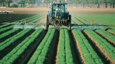 Photo of Agricoltura di sussistenza: [Concetto, funzionamento, vantaggi e svantaggi]