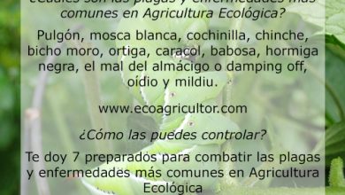 Photo of 7 preparati biologici per combattere parassiti e malattie comuni