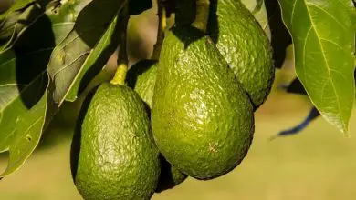 Photo of Conosci già tutte le proprietà nutrizionali dell’avocado e i suoi benefici?