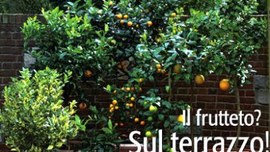 Photo of Alberi da frutto… anche sui terrazzi!