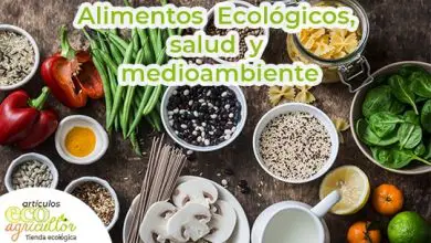 Photo of Alimenti ecologici o biologici, sono davvero migliori per la tua salute e per l’ambiente?