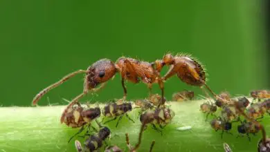 Photo of Alloro per parassiti di punteruoli, afidi, formiche o zanzare