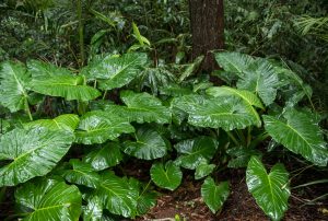 Photo of Alocasia Amazónica: [Caratteristiche, Semina, Cura, Irrigazione]