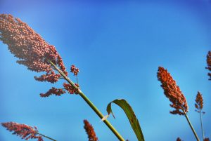 Photo of Aloe Ferox: [coltivazione, cura, irrigazione, substrato, parassiti e malattie]