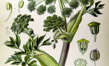 Photo of Angelica: proprietà medicinali e usi
