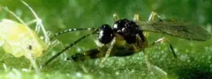 Photo of Caratteristiche degli afidi o degli afidi e loro controllo ecologico