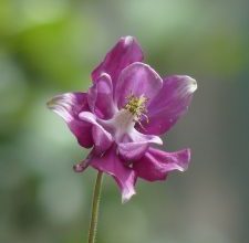 Photo of Aquilegia Vulgaris: [Semina, Cura, Irrigazione, Substrato, Problemi]