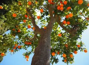 Photo of Potare un albero di arancio malato: [Importanza, tempo, strumenti, considerazioni e passaggi]