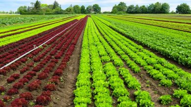 Photo of Argomento molto breve a favore dell’agricoltura biologica.