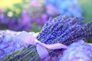 Photo of Plantas Aromáticas: [Tipos, Ejemplos, Cultivo y Cuidados]