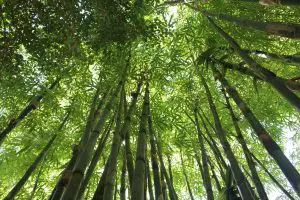 Photo of Potare un bambù: [Importanza, tempo, strumenti, considerazioni e passaggi]