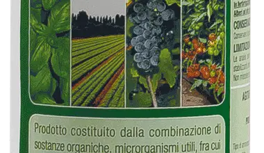 Photo of Batteri promotori della crescita e micorrize in agricoltura biologica