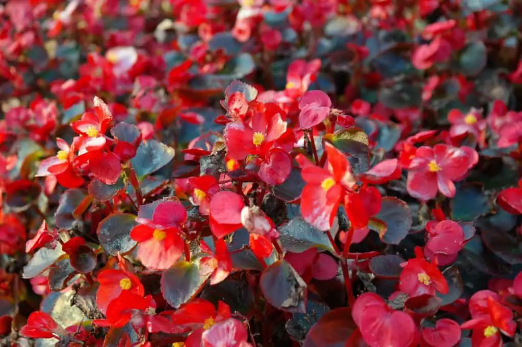 Semina di begonie nel tuo giardino [passo dopo passo + cura] Il