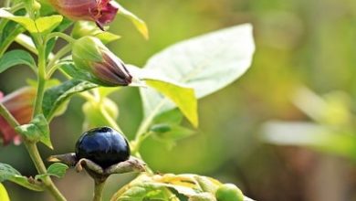 Photo of Belladonna: pianta medicinale con usi terapeutici che può essere velenosa