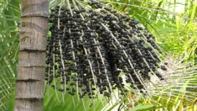 Photo of Acai, proprietà e benefici del consumo di queste bacche ricche di antiossidanti