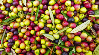 Photo of Olio d’oliva, proprietà nutritive e benefici del suo consumo