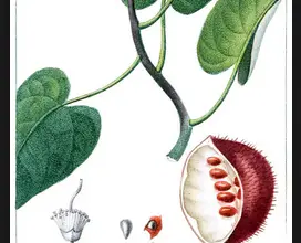 Photo of Achiote: pianta medicinale per prostatiti, disturbi gastrointestinali e proteggere il fegato