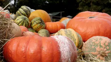 Photo of Zucca o zucca, 8 proprietà e benefici del suo consumo