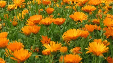 Photo of Calendula, proprietà medicinali e usi nei rimedi casalinghi