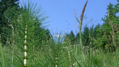 Photo of Preparare e utilizzare l’equiseto contro i parassiti dei funghi del frutteto e del giardino