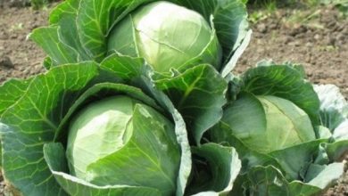 Photo of Come coltivare il cavolo in giardino: tutto ciò che devi sapere