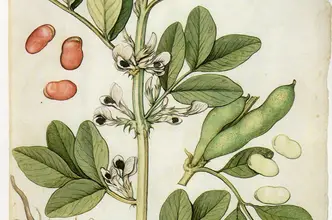 Photo of Fave: Proprietà di questi legumi ricchi di vitamine, minerali e proteine