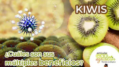 Photo of Kiwi: il frutto che si prende cura di noi in inverno