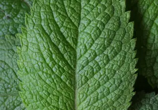 Photo of Menta: usi, proprietà medicinali e controindicazioni