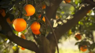 Photo of Arance, proprietà nutrizionali e benefici per la salute