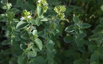 Photo of Origano: proprietà, benefici e usi di questa pianta medicinale