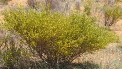 Photo of Rooibos, benefici e proprietà medicinali